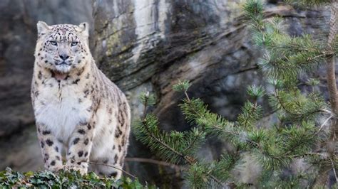 El Leopardo De Las Nieves Dejó De Estar En Peligro De Extinción