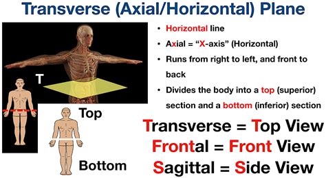 Describe A Parasagittal Plane Of Section