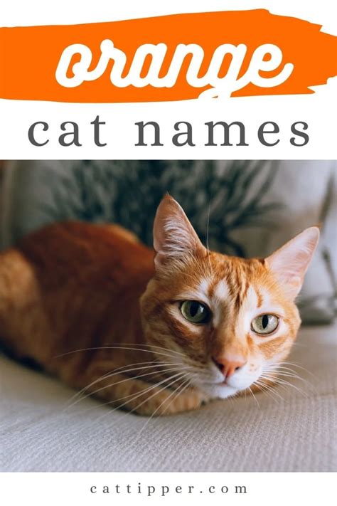 200 Ginger Cat Names For Your New Orange Cat Cattipper Cat Blog