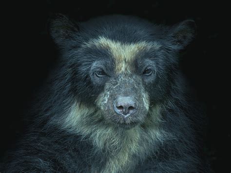 Information About The Spectacled Bear