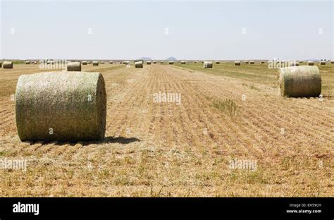 Round Bales Of Hay In Freshly Cut Hay Field In Oklahoma Stock Photo Alamy