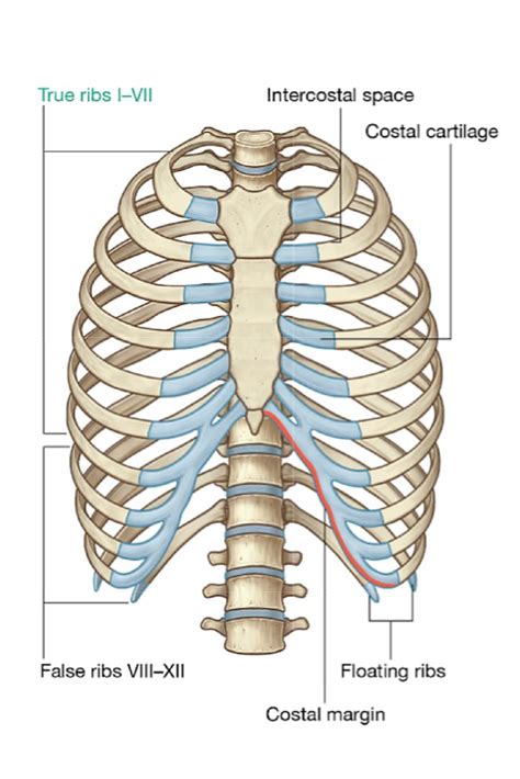 Pin By Aleric On Medical Students Corner Thoracic Cavity Anatomy