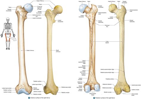 Figure Showing The Anterior And Posterior Views Of The Femur Crest Neck