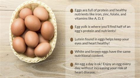 Know About 8 Amazing Health Benefits Of Eggs My Health Only