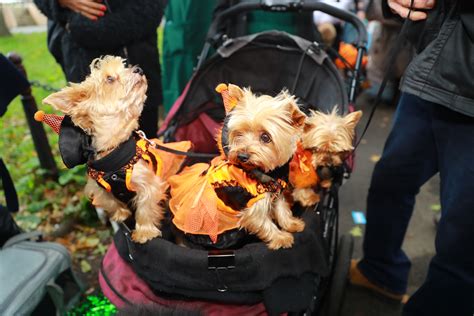 Photos Halloween Dog Parade