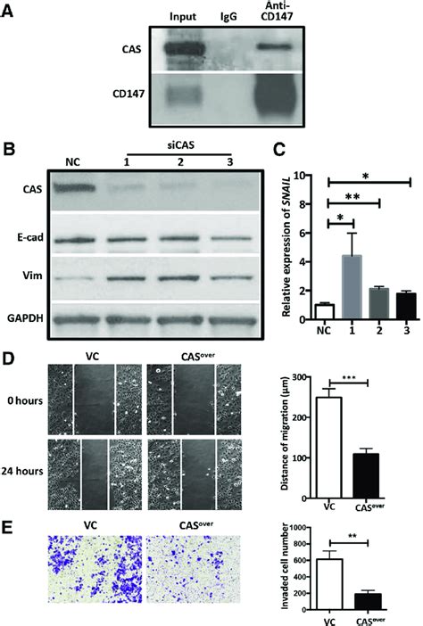 Cellular Apoptosis Susceptibility Protein Cas Interacts With Cd147