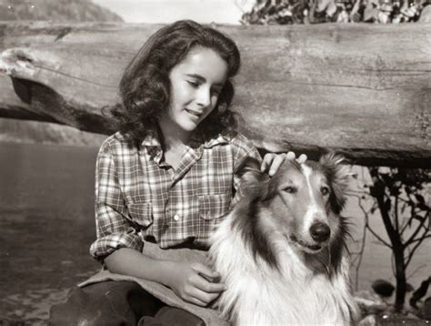 Elizabeth Taylor In Courage Of Lassie Celebrities With Cats