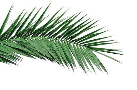 Groen Blad Van Een Palmboom Isoleer Op Wit Premium Foto