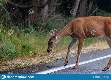 Adult Female Deer Moves Across A Roadway Towards Weeds And Grass Stock