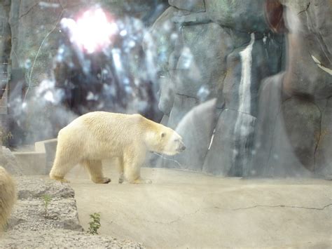 Polar Bear At The Toronto Zoo Toronto Zoo Zoo Polar Bear