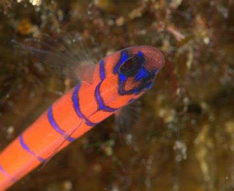The Best Of Underpressure Photography Bluebanded Goby Sea Of Cortez