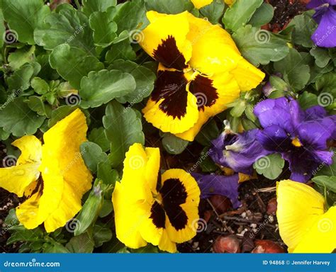 Yellow And Purple Pansies Stock Photo Image Of Bloom Colorful 94868