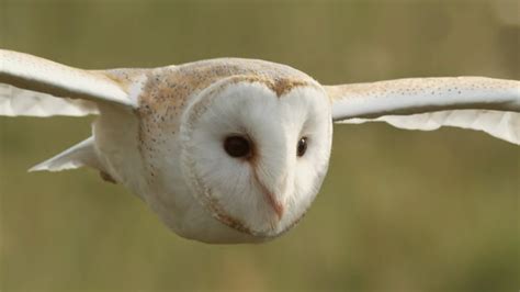 Sensational Ideas Of A Barn Owl Photos Loexta