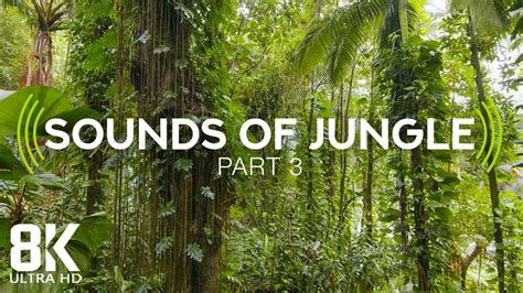 Incredible Jungle Sounds 8k Exotic Birds Singing In Tropical