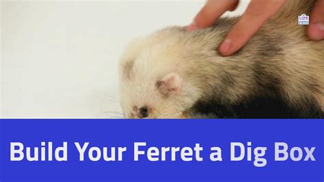 How To Make A Ferret Dig Box Diy Fun