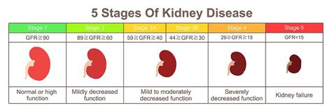 Learn about end stage renal failure with free interactive flashcards. Kidney Failure in Dogs: A Science-based Guide | Kidney ...