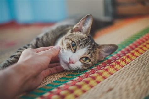 How To Recognize Signs Of Illness In Cats Pet Syllabus