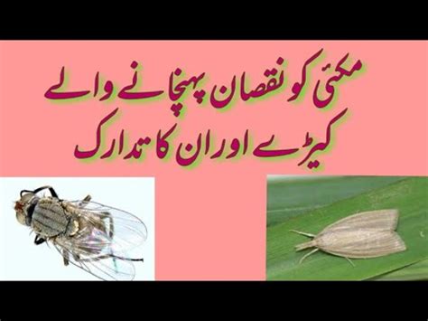 Organic methods of controlling the armyworm include biological control by natural enemies which. maize damaging pests and their chemical control in ...