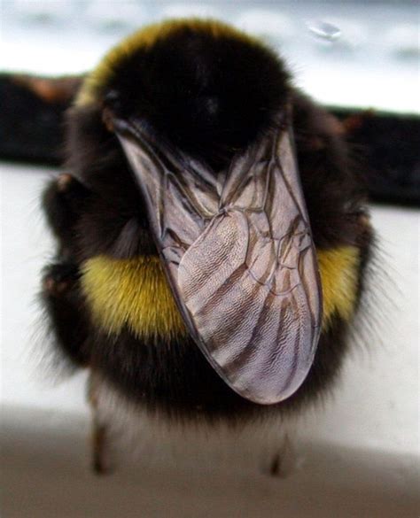 High quality bumble bee gifts and merchandise. Pin on Biologia: hyönteiset ja hämähäkit = insects and ...