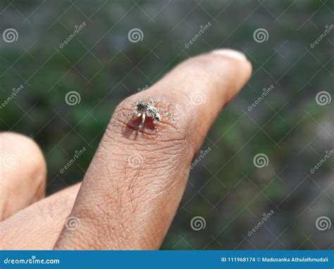 Spider On Finger Small Stock Photo Image Of Creepy 111968174