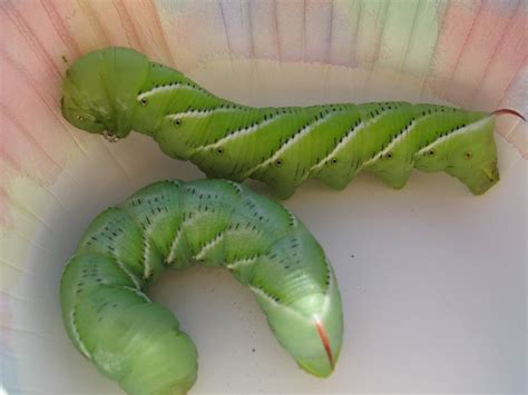 Tibetan wolf puppy with horn. How to Find, and Control Tomato or Tobacco Hornworms | The ...