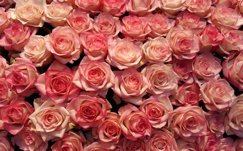Fonds Décran Beaucoup De Roses Roses Fond De Fleurs 2880x1800 Hd Image