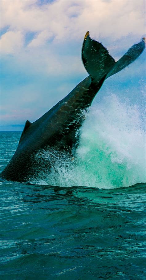 The Best Whale Watching Tour In Brier Island In The Bay Of Fundy In