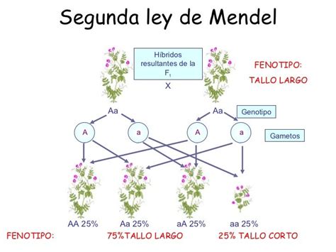 Tema 14 Leyes De Mendel