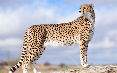 Rare Asiatic Cheetah Sighted In North Central Iran Tehran Times