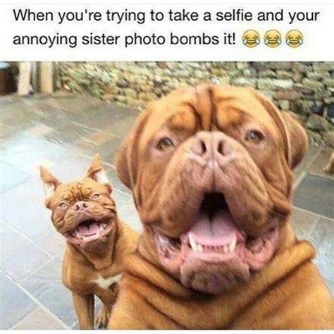 Pin By Karen Von Roth Roffy On Funny Animals Dog Memes Funny Dog