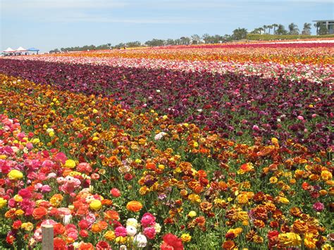 Flower Fields Wallpapers Images Photos Pictures Backgrounds