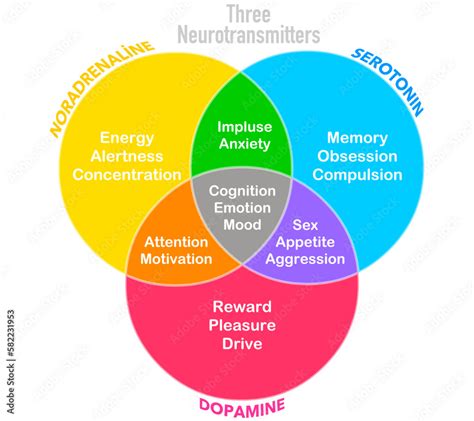 Three Neurotransmitters Dopamine Serotonin Noradrenaline
