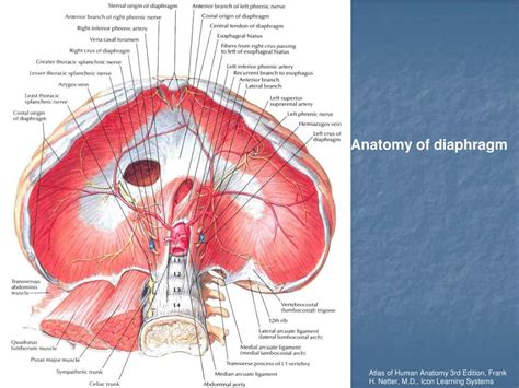 Ppt Diaphragmatic Injury Powerpoint Presentation Free Download Id