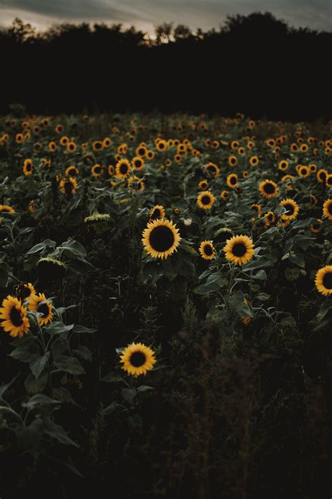 Fondos De Pantalla Girasoles Naturaleza 4000x6000 Dhremdt