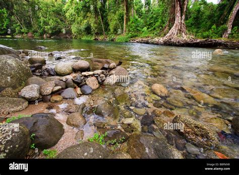 A Clear Rainforest Stream In The Heart Of The Tropical Rainforest Of