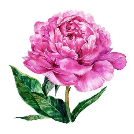 Watercolor Light Pink Peony Isolated On White Background Hand Drawn