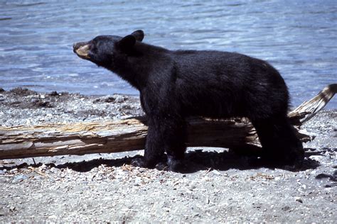 Yellowstone Black Bear 07895 Gabriella Hoffman
