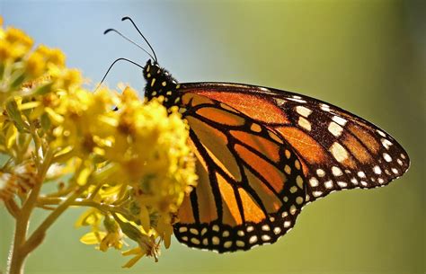 monarch butterfly migration mexico s top natural wonder