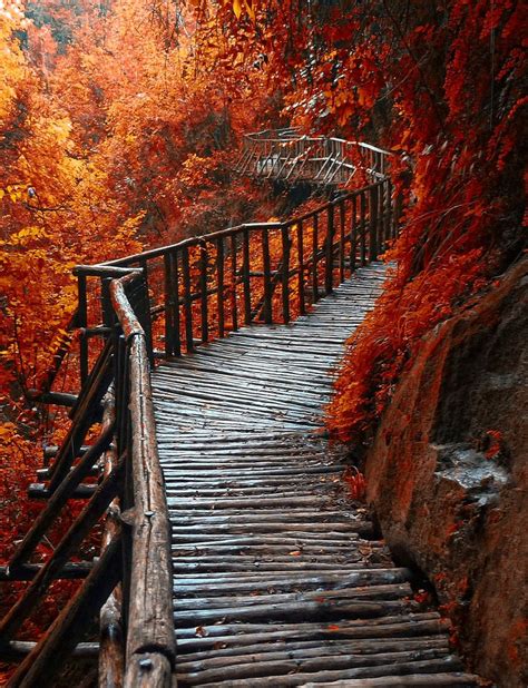 лес мост Природа красивые фото природы моря озера леса