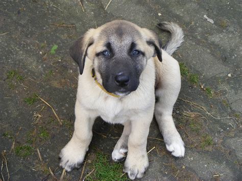 Cheetah News New Kangal Puppy Coming To Ccf From Germany