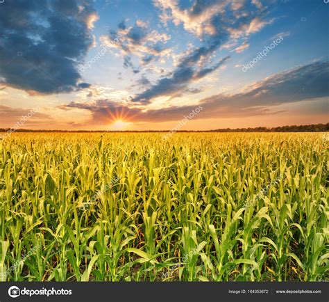 Field With Corn At Sunset Stock Photo By ©alexlukin 164353672