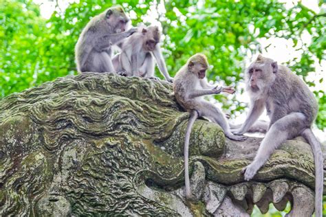 Der Monkey Forest Auf Bali Urlaubsgurude