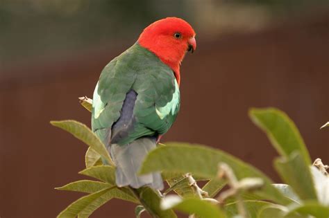 Australian King Parrot Birds In Backyards