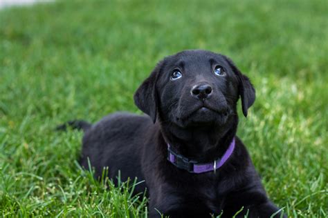 Summer Sale Beautiful Female Black Lab Puppy Placed Puppy Steps