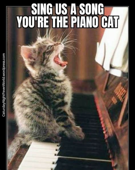 Piano Cat Meme Subido Por Memeism Memedroid