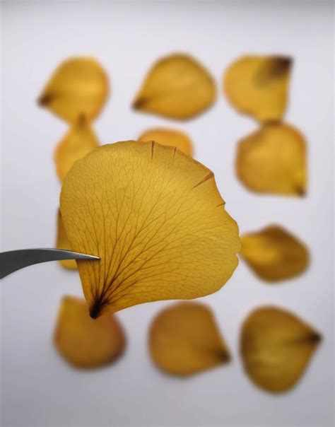 X 5 10 20 Real Yellow Pressed Dried Rose Petals For Resin Etsy In
