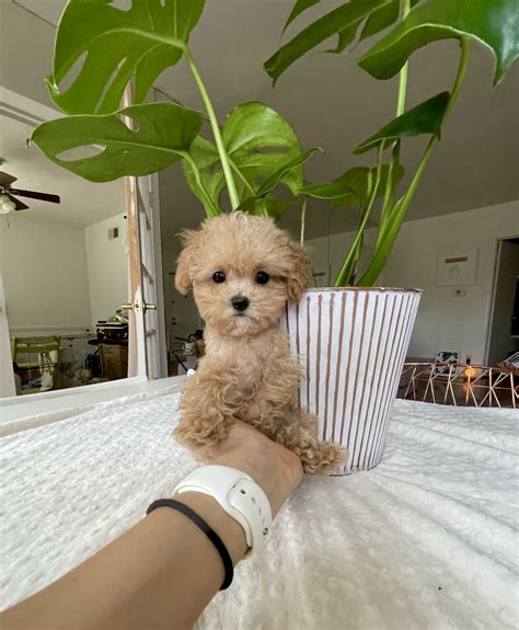 Apricot Micro Teacup Maltipoo Puppy For Sale Los Angeles Iheartteacups