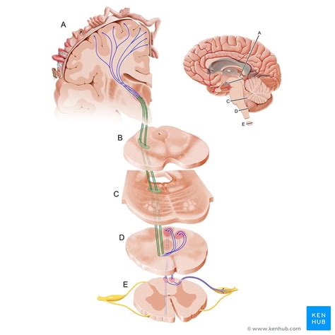 Our skin has several different types of receptors that play a unique role in detecting sensations at our skin. Dorsal column-medial lemniscus (DCML) pathway: Anatomy ...