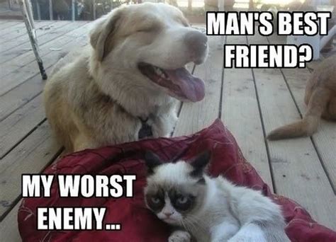 35 Most Funniest Grumpy Cat Memes On The Internet