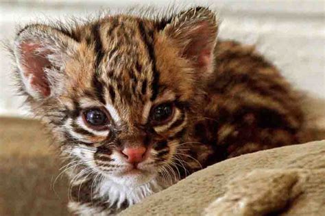 Baby Ocelots Everything To Know About Ocelot Kittens